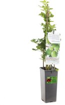 Kruisbes fruitstruik - Ribes uva-crispa 'Mr Green' - groene kruisbes - kleinfruit - bessenstruik - fruitstruik - H60cm - potmaat Ã˜ 11 cm