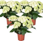 3x Hydrangea macrophylla 'Schneeball' – Hortensia – Heester - Winterhard - ⌀14 cm - 30-40 cm