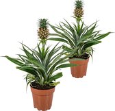 2x Ananas comosus 'Mi Amigo' – Ananasplant – Kamerplant – Onderhoudsvriendelijk – ⌀12 cm – 30-35 cm