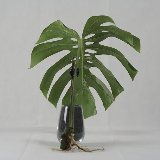 Monstera Deliciosa Albo Variegata - Plante en trou - Bouture | bol