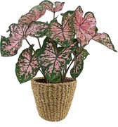 XL Caladium Florida Elise met mand Jip Naturel ↕70cm - Kamerplant