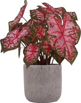 XL Caladium Carolyn Whorton met pot Evelyn Pink ↕70cm - Kamerplant