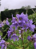 Breed klokje - Campanula latifolia 'Alba' - Klokjesbloem, Klokje