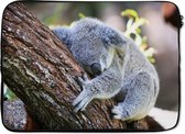 Laptophoes 14 inch - Koala - Boom - Slapen - Kinderen - Jongens - Meiden - Laptop sleeve - Binnenmaat 34x23,5 cm - Zwarte achterkant