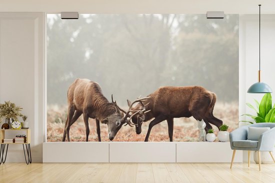 Papier peint - Papier peint photo Cerf - Forêt - Herbe - Largeur 330 cm x hauteur 220 cm
