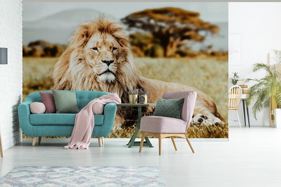 Papier peint - Papier peint photo Lions - Sauvages - Afrique - Largeur 420 cm x hauteur 280 cm