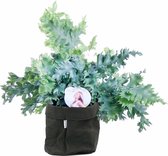 Hellogreen Kamerplant - Phlebodium Davana - 48 cm - Bag Zwart