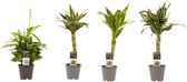 Dracaena plantenbox - Drakenbloedboom - Hoogte: ↑ 45 cm - Half-schaduw - Waterbehoefte: Gemiddeld - diameter pot: 12 cm