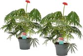 Jatropha Multifida 'Koraalplant' 2 stuks - Hoogte: ↑ 35 cm - Diameter pot: Ø 17 cm - Merk: Decorum