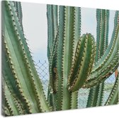 Schilderij - Cactus in detail, groen, premium print, wanddecoratie