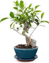 Bonsai Ficus met steendecoratie