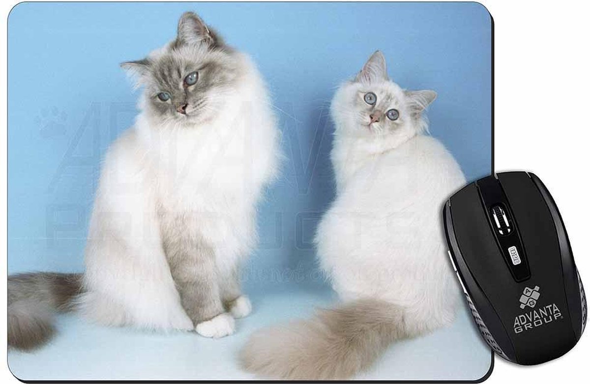 2 Burmaanse Katten Blauwe Achtergr Muismat