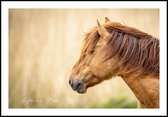 Poster Koniks paard - Anton van Beek Collectie 30x40 cm