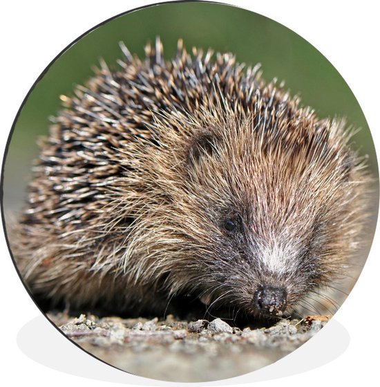 WallCircle - Cercle Mural - Cercle Mural - Hérisson - Water - Soleil - Aluminium - Dibond - 90x90 cm - Intérieur et Extérieur