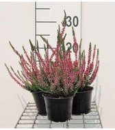 6 x Calluna vulgaris - zomerheide rood/rouge 10- 12 cm hoog  P10,5