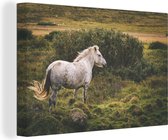 Canvas Schilderij Paard - Wit - IJsland - 60x40 cm - Wanddecoratie