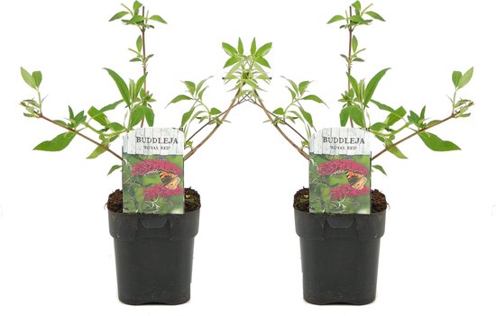 Plant in a Box - Buddleja davidii 'Royal Red' - Set van 2 - vlinderstruik - pot 17cm - Hoogte 30-40cm - tuinplanten - winterhard