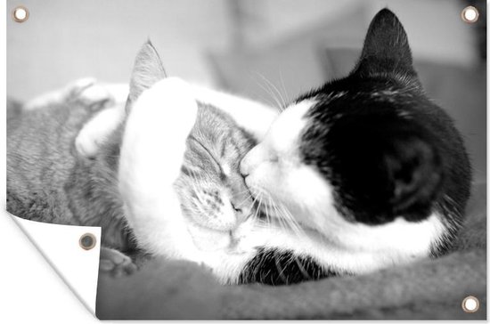 Tuinposter - Tuindoek - Tuinposters buiten - Knuffelende katten - zwart wit - 120x80 cm - Tuin