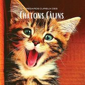 Regards curieux des Chatons Calins