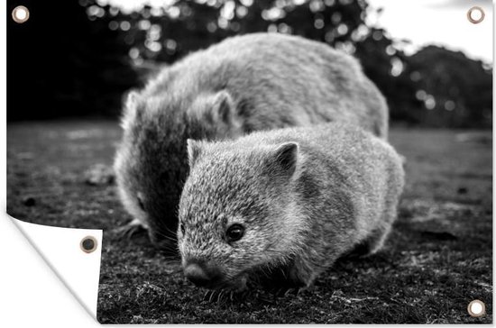 Tuinposter - Tuindoek - Tuinposters buiten - Close-up moederwombat en een baby wombat - zwart wit - 120x80 cm - Tuin