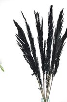 Pampas pluimen | Zwart | 7 stuks | 90 - 100 cm | Droogbloemen