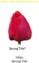 tulp Spryng Tide 25 bollen maat 12/+ tulpen bloembollen