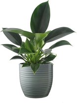 Kamerplant van Botanicly – Philodendron erubescens Green Princess – Hoogte: 25 cm