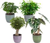 Kamerplanten van Botanicly – 4 × Ficus, Koffieplant, Olifantsoor of Skeletplant,Ficus – Hoogte: 25 cm – Ficus Green Kinky, Coffea, Alocasia, Ficus Benjamina