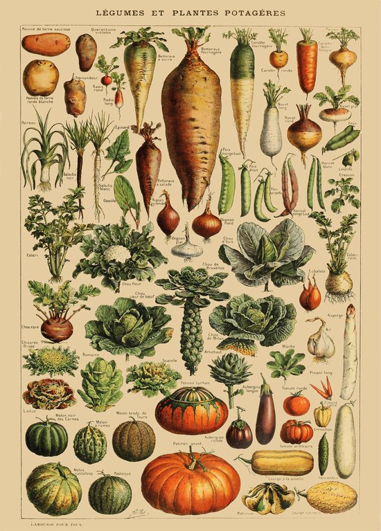 Affiche Vintage Légumes - Affiche 'Légumes et plantes potagères' - Affiche éducative légumes - Botanique - 70 x 50 Large