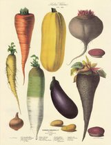 Vintage groenteposter - Vilmorin-Andrieux & Cie. - 1855