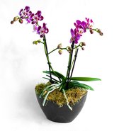 Orchidee in boot arrangement. Moederdag Cadeau. Verjaardag Kantoor Huiskamer plant