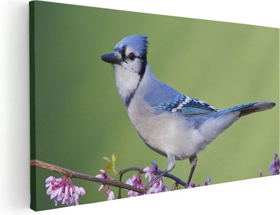 Artaza Canvas Schilderij Blauwe Gaai Vogel Op Een Tak - Kleur - 80x40 - Foto Op Canvas - Canvas Print