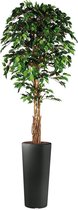 Kunstplant Ficus in Clou rond antraciet H250 cm - HTT Decorations
