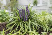 6x Liriope muscari ‘Royal Purple’ – Leliegras in C2 liter pot