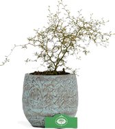 Sophora 'Little Baby' Honingboom- Zigzagstruik - Hoogte 60cm - 2 liter pot