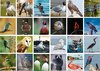 Afbeelding van het spelletje Cadeautip! Vogels memory - Vogelsoorten - Memory spel - 70 stuks