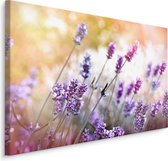 Schilderij -  Lavendel in bloei  , Wanddecoratie , Premium print