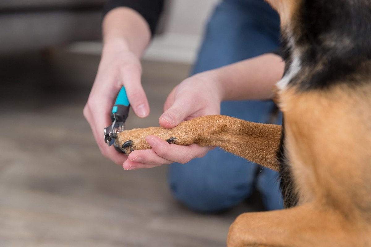 Aanpassen Praktisch Geleidbaarheid Trixie Nagelknipper - 12 cm | bol.com