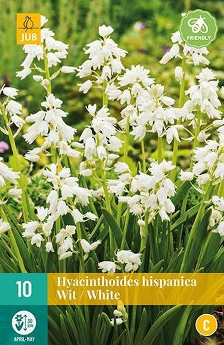X 10 Hyacinthoides hisp. wit