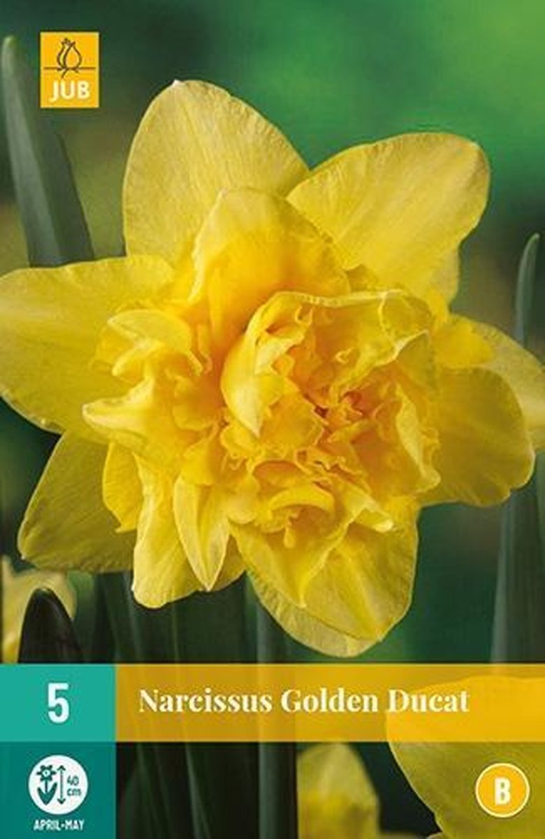 X 5 Narcissus Golden Ducat