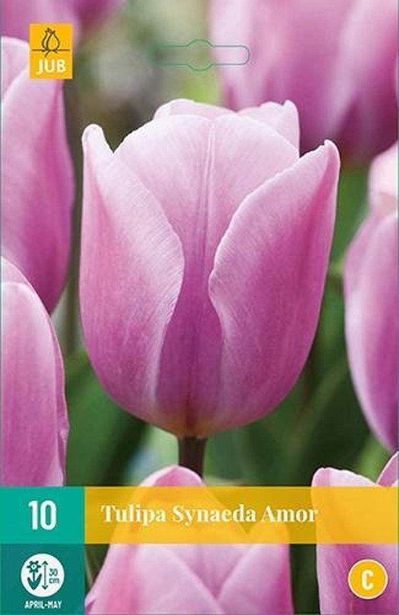 X 10 Tulipa Synaeda Amor