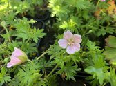 6 x Geranium sanguineum 'Pink Pouffe' - Ooievaarsbek - P9 Pot (9 x 9cm) - Dima Vaste Planten