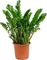 Plantenwinkel Zamioculcas zamiifolia L kamerplant