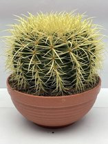 Cactus- Echinocactus Grusonii- 23cmØ- 24cm hoog