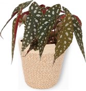 Kamerplant Begonia Maculata – Stippenbegonia - ± 20cm hoogte – 12 cm diameter - in beige mand