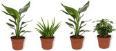 Set van 4 Kamerplanten - 2x Strelitzia Reginae & 1x Aloe Vera Clumb & 1x Coffea Arabica - ± 25cm hoog - 12cm diameter