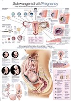 Het menselijk lichaam - anatomie poster zwangerschap (Duits/Engels/Latijn, papier, 50x70 cm)