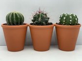 Cactus24- Cactus Bollen Mix- 3 Stuks- 9.5cm Terracotta Potten-10-15cm Hoog- Kamerplanten
