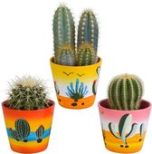 Cactus mix in Mexicaanse pot | 3 stuks | Ø 9,5 cm |  13-18 cm