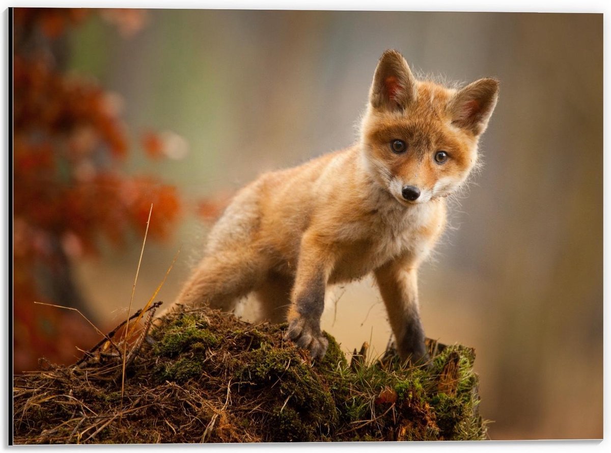 Dibond - Baby Vosje op Mos - 40x30cm Foto op Aluminium (Met Ophangsysteem)